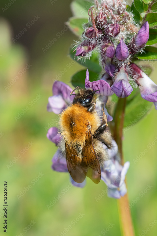 Macro shot of a common carder bee (bombus pascuorum) pollinating a bush vetch (vicia sepium) flower
