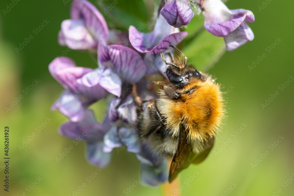 Macro shot of a common carder bee (bombus pascuorum) pollinating a bush vetch (vicia sepium) flower