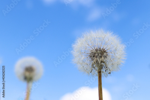 Dandelion against blue sky. Symbol of lightness and freedom. Spring or summer time. Selective focus  close-up