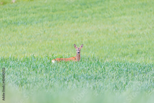 A roe deer looks at the camera from a green wheat crop. Taken in Burgos, Spain, in May 2021.