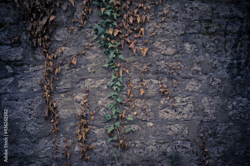Εκτύπωση καμβά Closeup shot of a stone wall and muggling branches with green and dried leaves