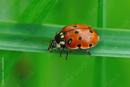 Eyed ladybug, anatis ocellata, on a green grass blade photo