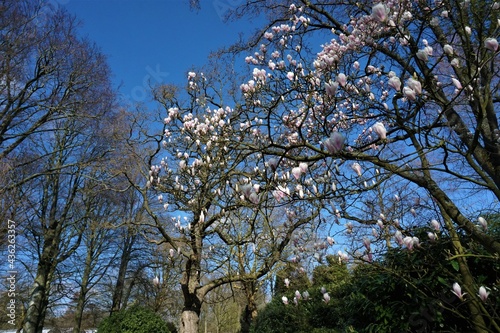 Cherry Blossom, The Netherlands, Europe