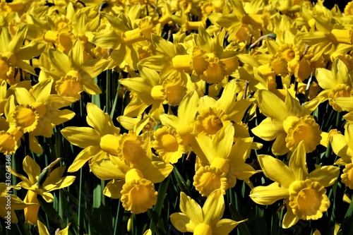 Yellow Flower Blossom, The Netherlands, Europe