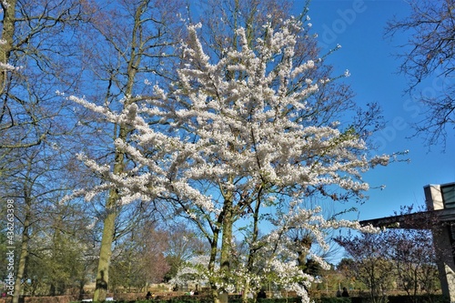 Cherry Blossom, The Netherlands, Europe