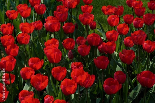 Flowers, Tulip Fields, Amsterdam, The Netherlands Europe