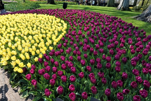 Flowers, Tulip Fields, Amsterdam, The Netherlands Europe