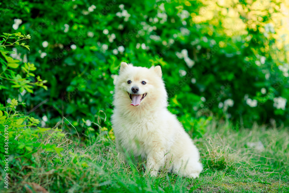 white, small, domestic dog of the spitz breed