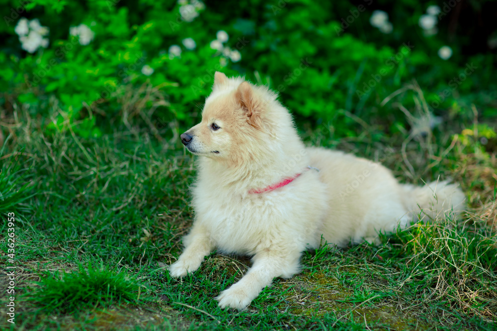 white, small, domestic dog of the spitz breed