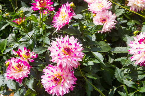 Colourful blooming flora in the garden