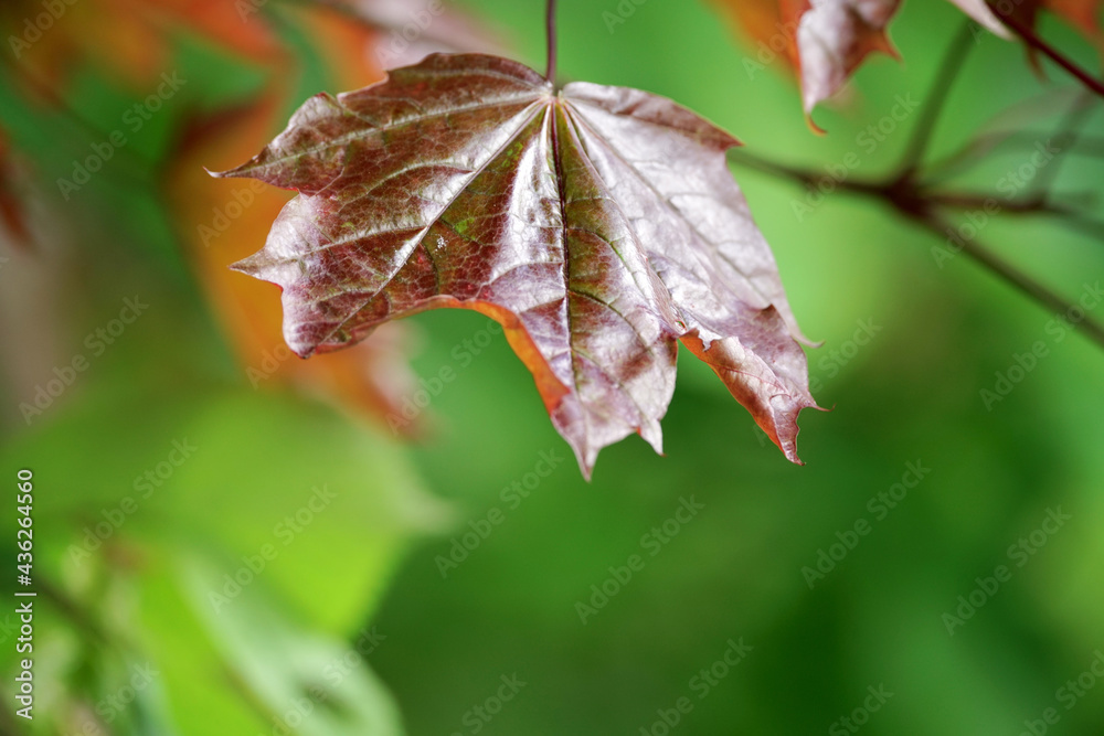 Acer, Ahorn Blatt an einem Baum während der Phase des Wachstums Acer, Ahorn Blatt an einem Baum während der Phase des Wachstums