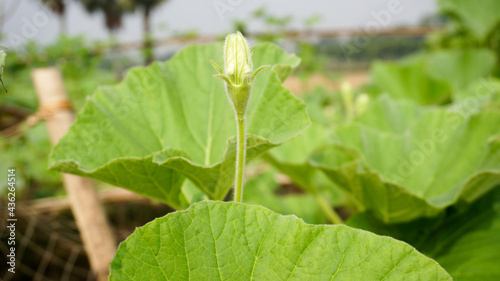 Wallpaper Mural Pumpkin (scientific name: Lagenaria siceraria) is one of the winter vegetables. The color of the young laurel is light green with white shells inside. It is eaten as a vegetable. Torontodigital.ca