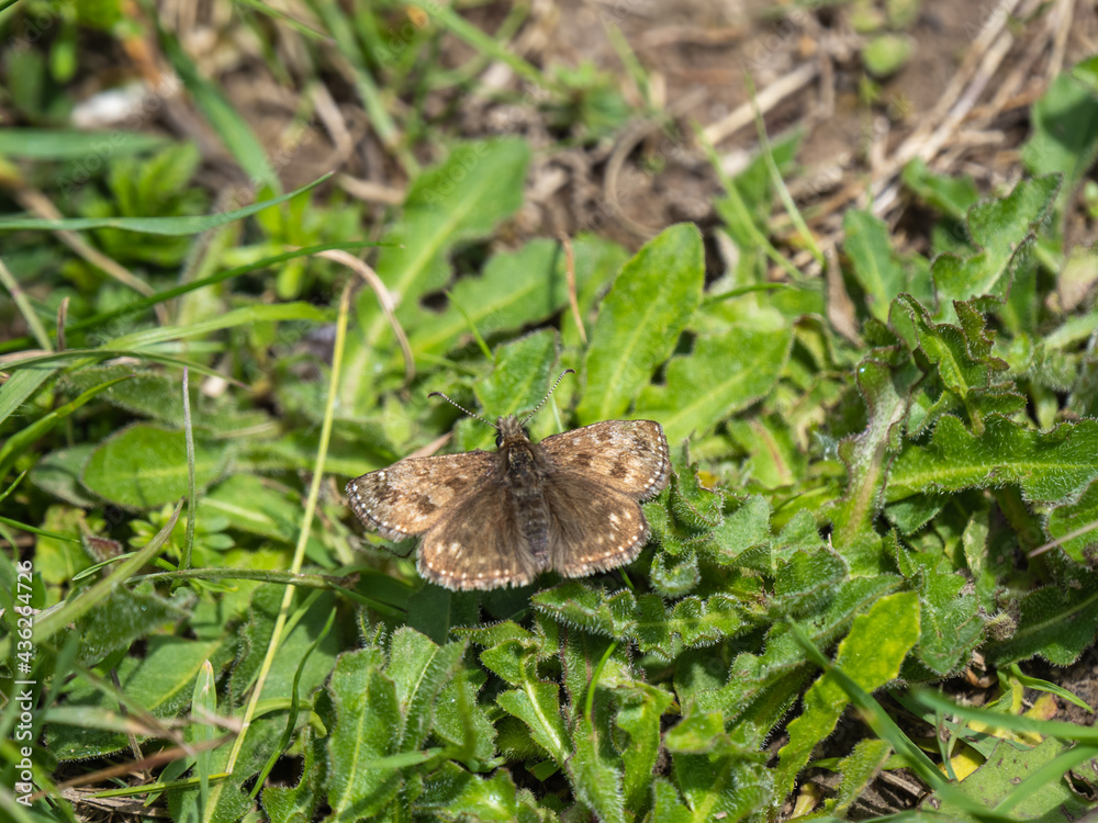 Fototapeta premium Dingy Skipper Butterfly Resting on the Ground