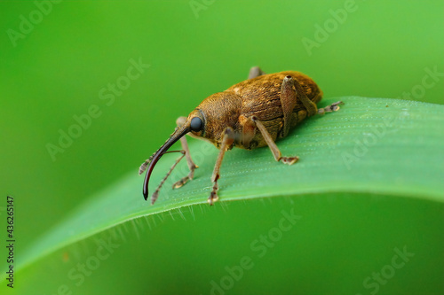 Closeup shot of a small long-nosed weevil on a blade of grass photo