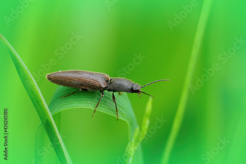 Closeup shot of the common clicking beetle, athous haemorrhoidalis, on a green leaf photo
