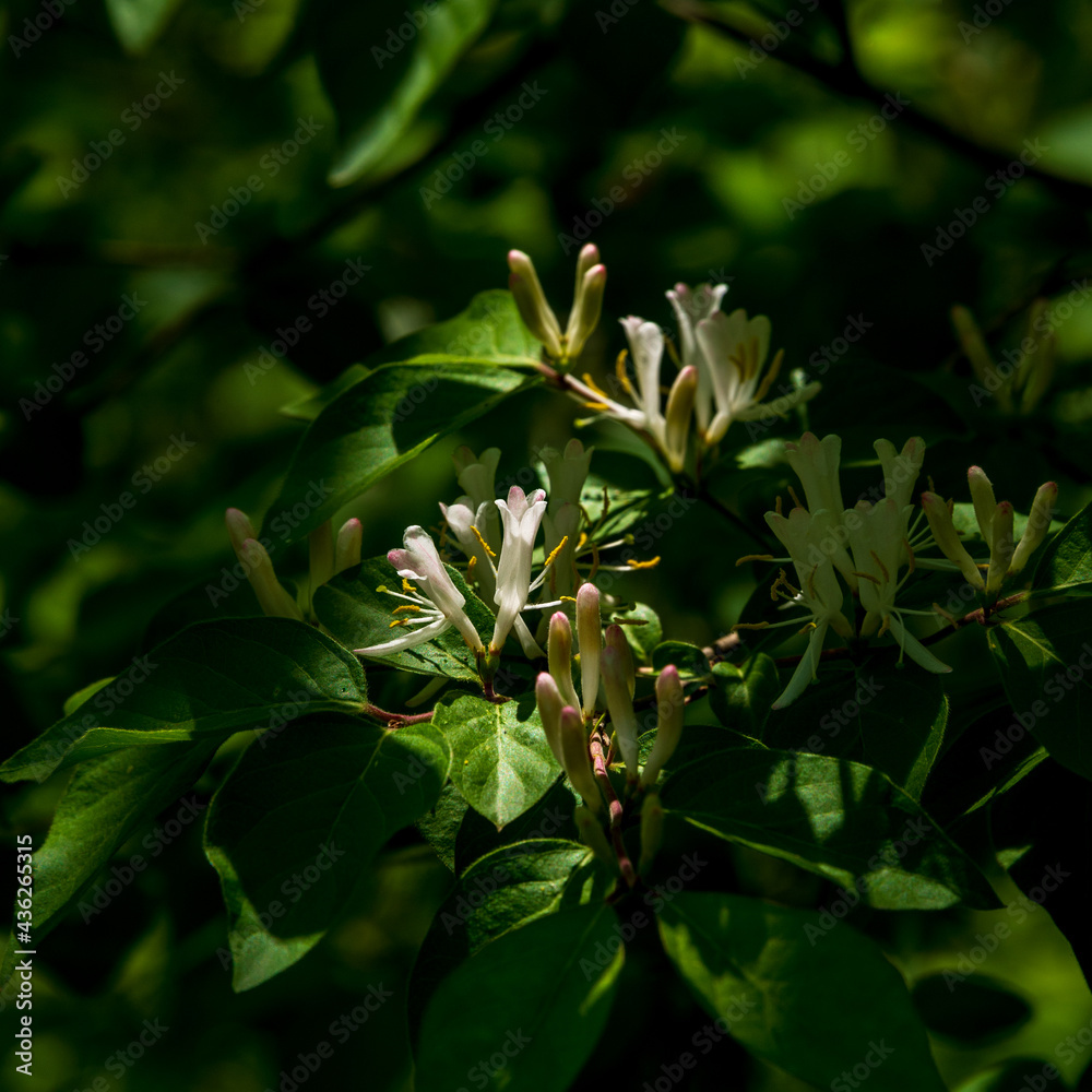 Sunlight & shadow highlight budding honeysuckle blooms. Sunlight & shadow highlight budding honeysuckle blooms.