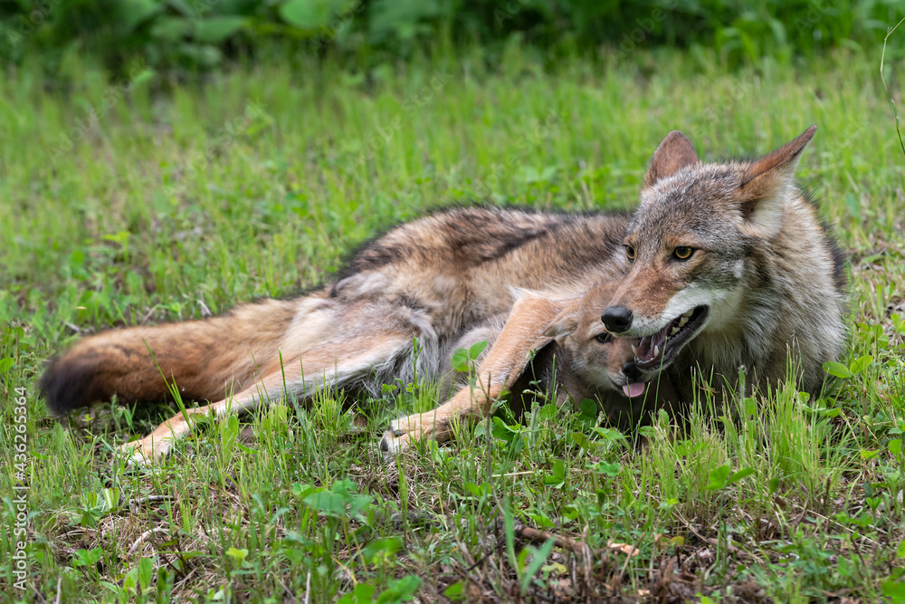 Coyote Pup (Canis latrans) Lies Under Adult Summer Coyote Pup (Canis latrans) Lies Under Adult Summer