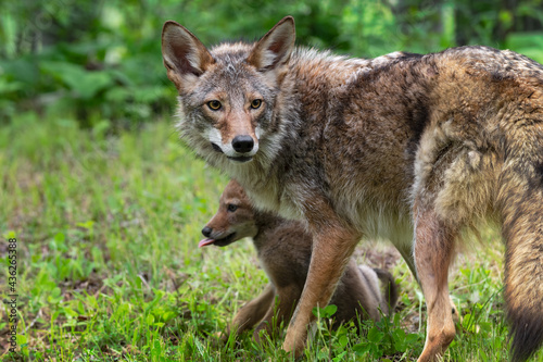 Adult Coyote (Canis latrans) Stands Over Pup Summer