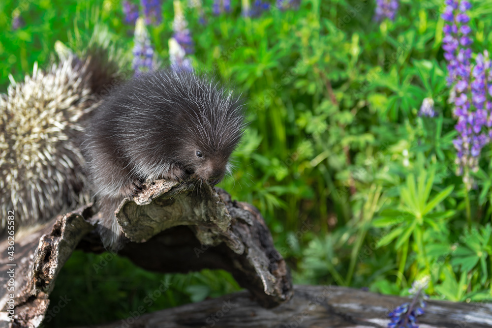Porcupette (Erethizon dorsatum) Perches on Log Summer Porcupette (Erethizon dorsatum) Perches on Log Summer