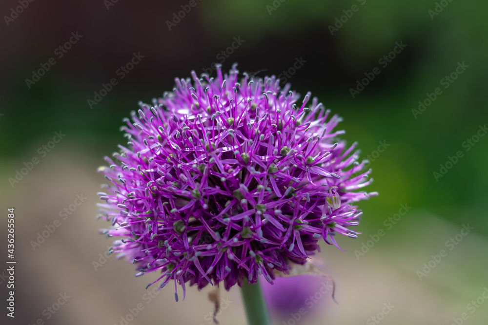close up of a flower