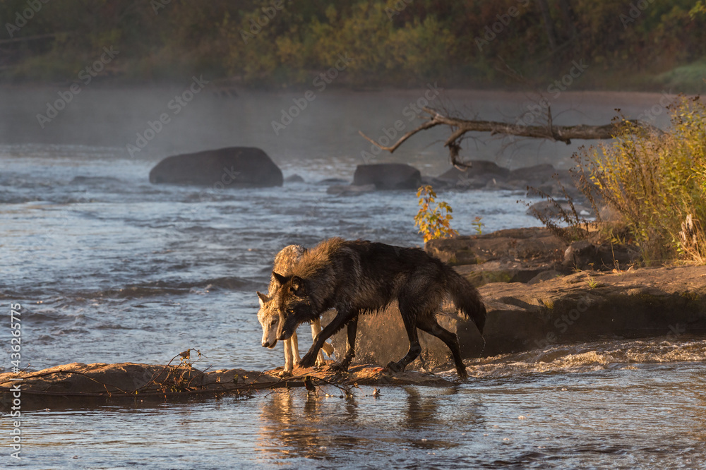 Black Phase Grey Wolf (Canis lupus) And Younger Wolf Walk Atop River Rapids Autumn