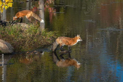 Red Fox (Vulpes vulpes) Looks Right From Rock Off Island Second in Background Autumn