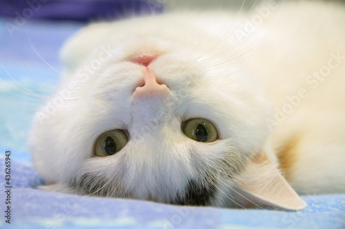 Primo piano di gatto bianco sdraiato supino