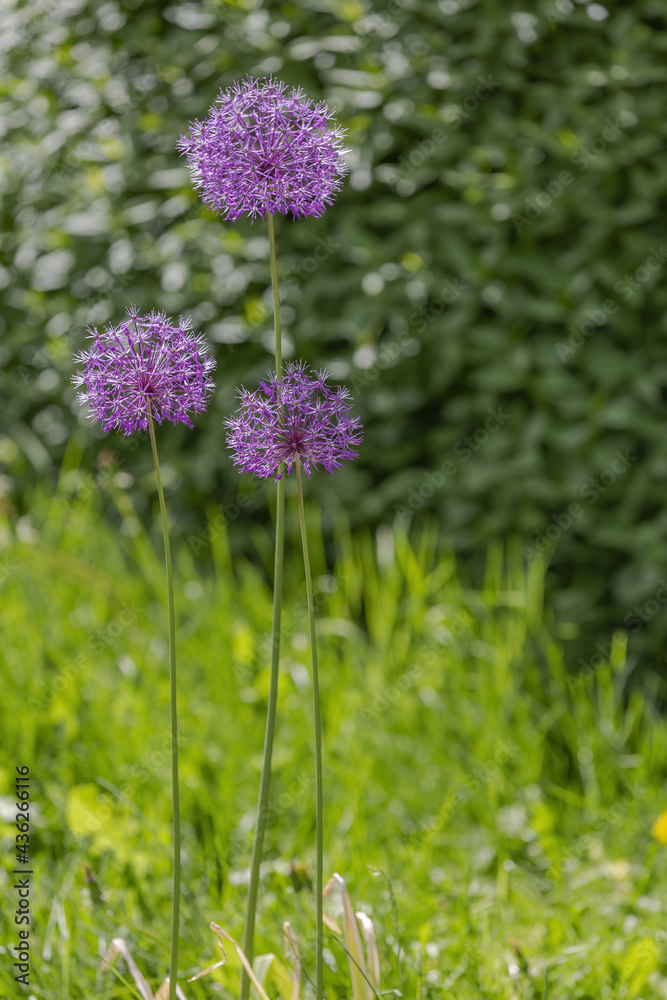 Obraz premium Purple flower of the perennial herbaceous plant Allium Wallichii from the family Alliaceae