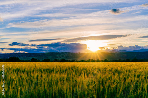 sunset over green corn fields with clouds and sunbeams