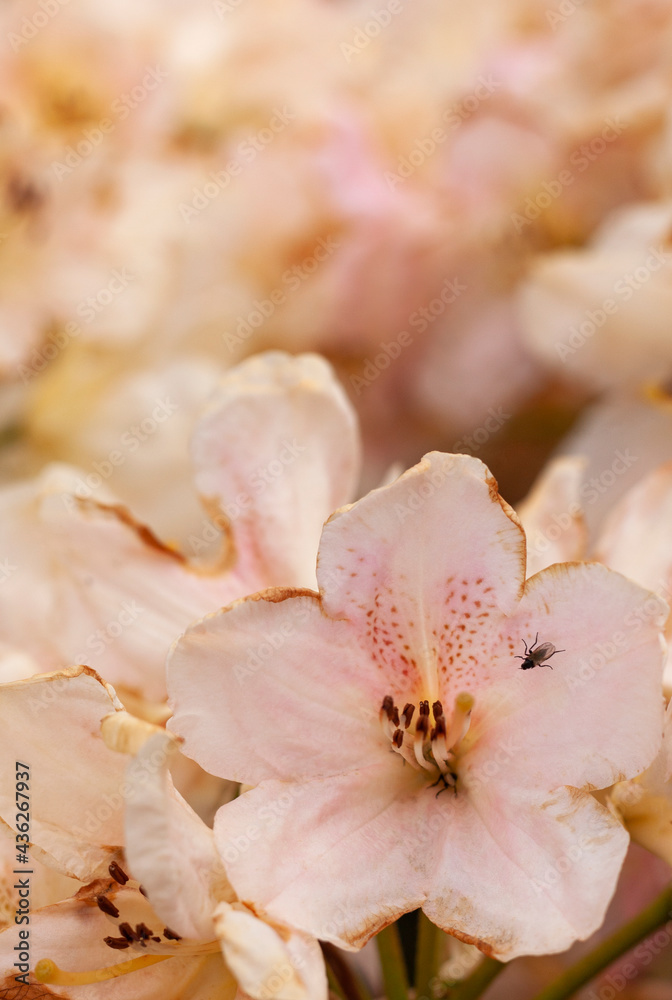 Beautiful delicate rhododendron