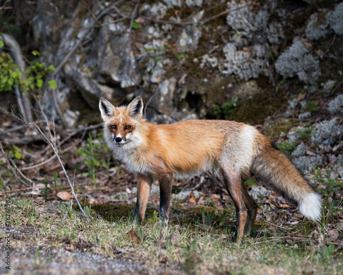 Red Fox Photo. Fox Image. Close-up profile view in the springtime displaying fox tail, fur, in its environment and habitat with a blur rock background and moss and foliage on ground. Portrait. Photo. ©  Aline