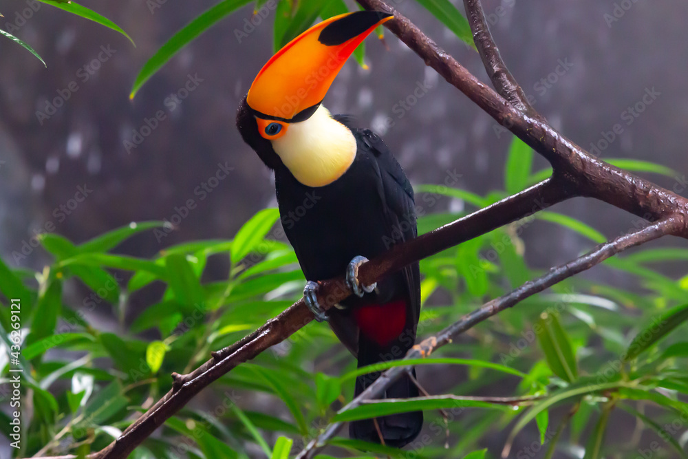 Orange-billed toucan perched on a tree branch. Tropical bird. Black feather bird. Oversized bird Orange-billed toucan perched on a tree branch. Tropical bird. Black feather bird. Oversized bird