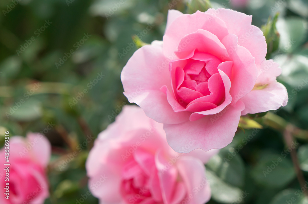 Roses growing in the garden. Closeup view. Lots of green leaves in the background. Roses growing in the garden. Closeup view. Lots of green leaves in the background.