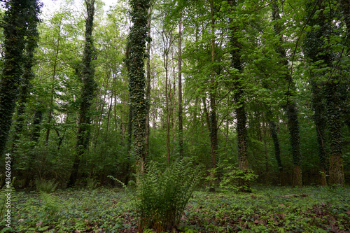 Fototapeta Naklejka Na Ścianę i Meble -  Las wiosną