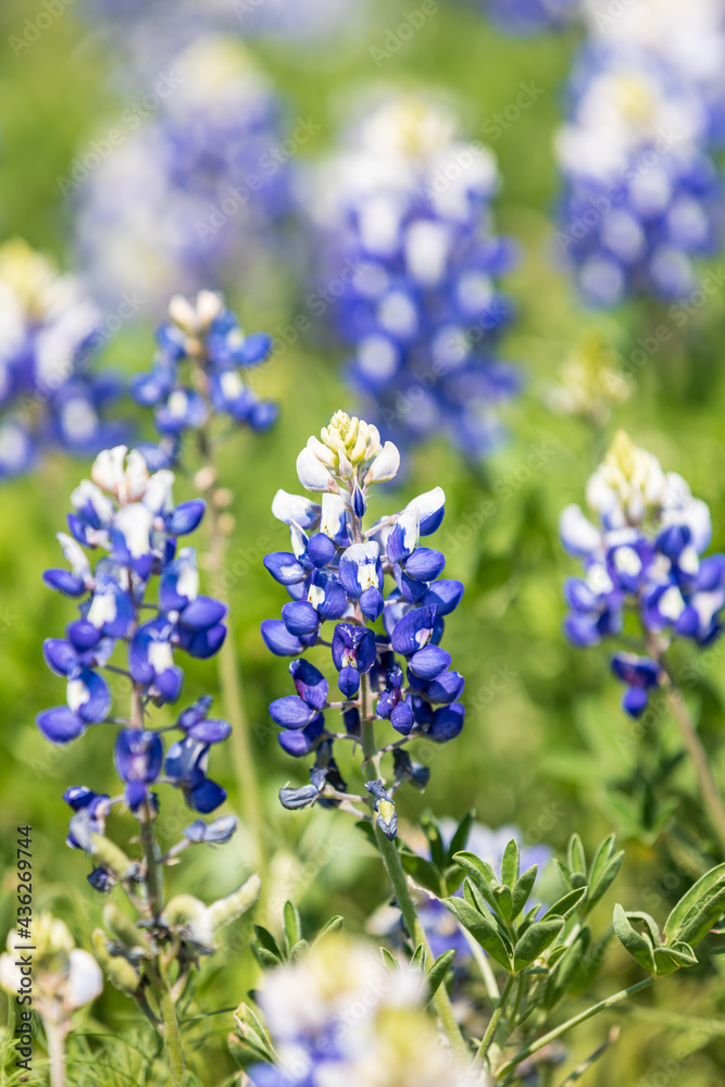 Obraz premium Bluebonnet wildflowers in the Texas hill country.