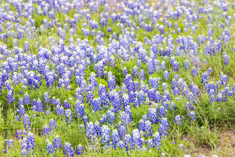 Naklejka premium Bluebonnet wildflowers in the Texas hill country.