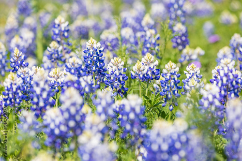 Bluebonnet wildflowers in the Texas hill country.