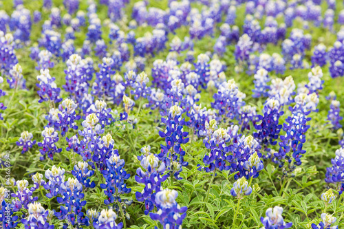 Bluebonnet wildflowers in the Texas hill country. photo