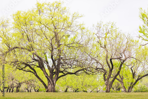 Spring growth on trees in the Texas hill country.