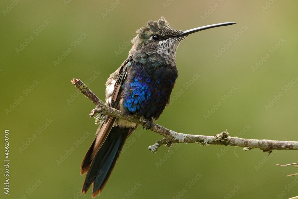 Plumas al viento Plumas al viento