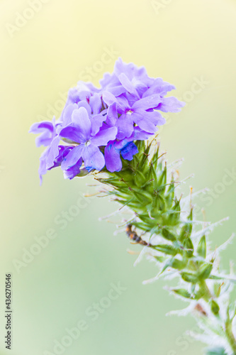 Prairie Verbena wildfowers in the Texas hill country.