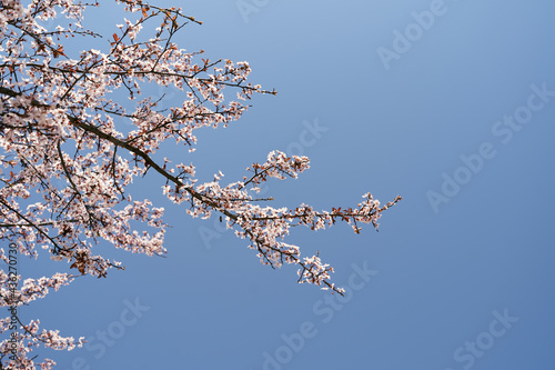 Blossoming pink tree branches against a bright blue sky. Close-up