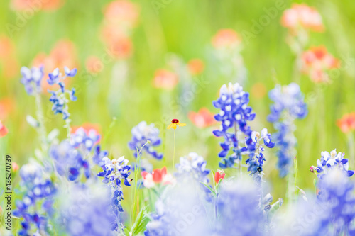 Indian Paintbrush and Bluebonnet wildflowers in the Texas hill country.