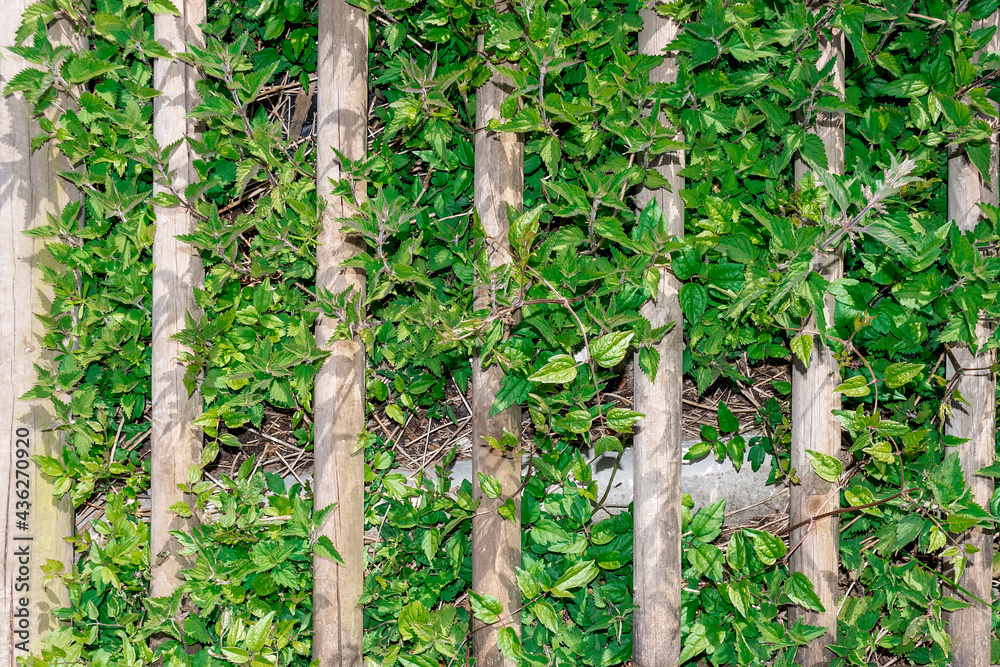 Plan of a nettle emerging from a wooden fence.The plants occupy absolutely the entire frame of the photo.The photograph has a horizontal format and a mixture of natural and artificial light was used. Plan of a nettle emerging from a wooden fence.The plants occupy absolutely the entire frame of the photo.The photograph has a horizontal format and a mixture of natural and artificial light was used.