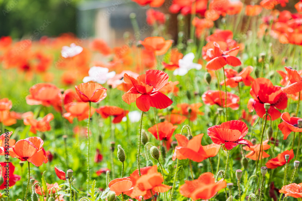 Fototapeta premium Wild poppies in the Texas hill country.