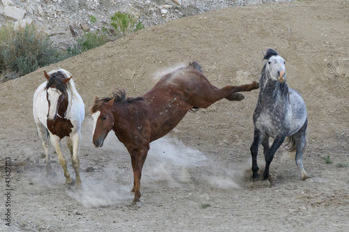 Wild Mustang Horses in Colorado photo