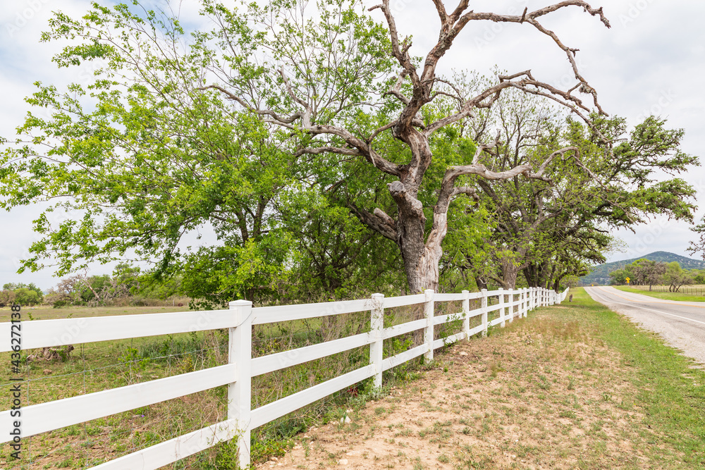 A pasture fence along a road in the Texas hill country.