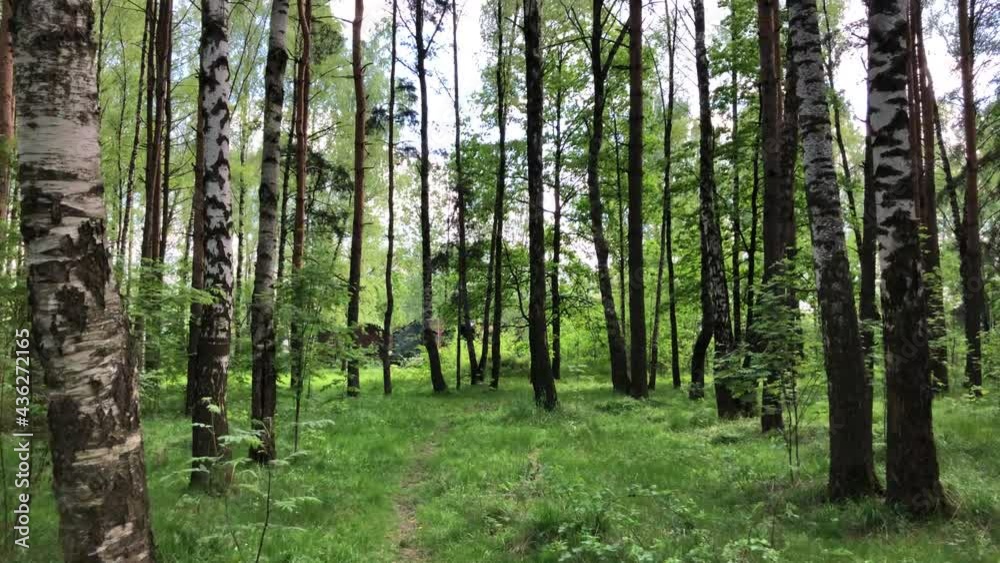 Walking in birch grove in sunny summer day. Walking in birch grove in sunny summer day.