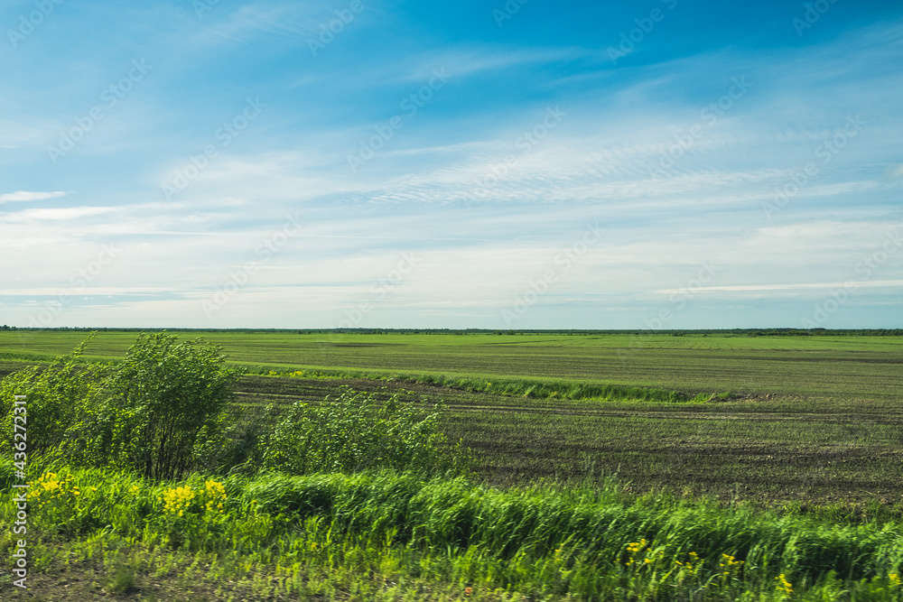 Panorama of a flat field. Green grass and plants in the plain. Karelia, Russia. Day.