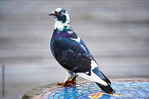 Stunning Mottled Pigeon photo